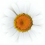 Dazzled Daisy_01686